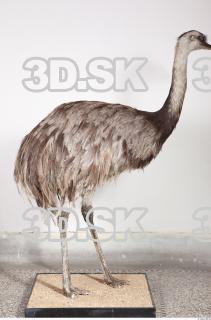Emus body photo reference 0046